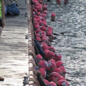 Just hanging around waiting for the swim to start